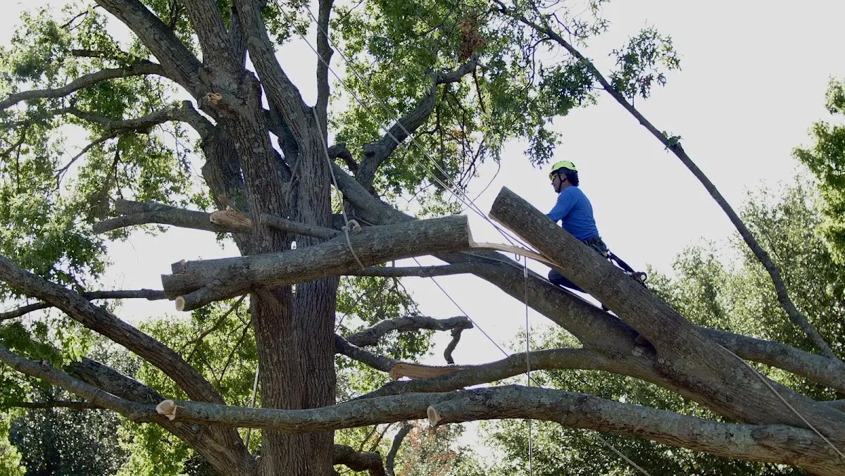 Professional Crown Thinning performed by certified arborists in Windham