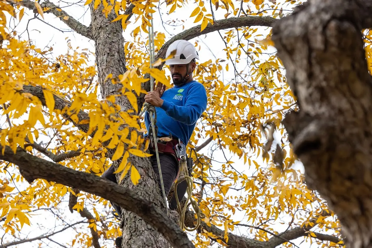 Skilled Tree Planting crew working in Windham
